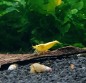 Preview: Yellow Fire Neon Stripe